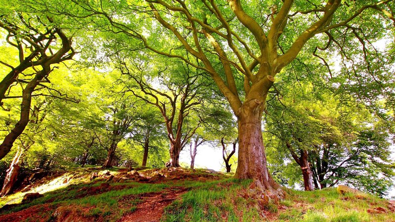 Sunlit forest with large trees