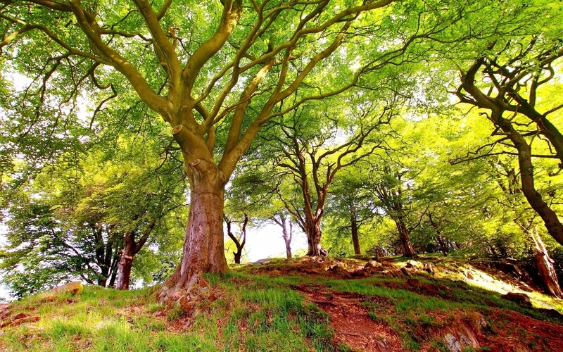 Sunlit forest with large trees