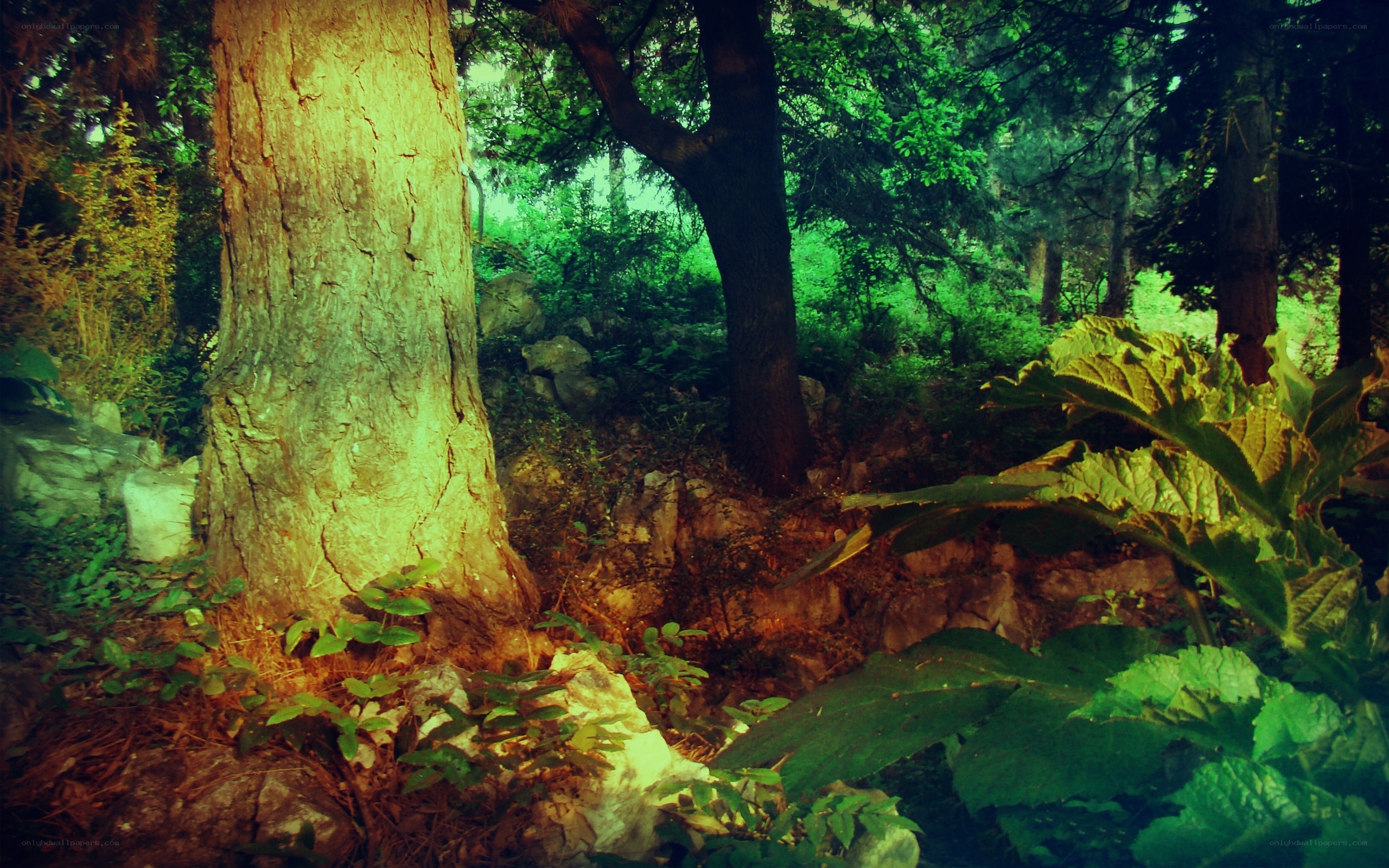 Sunlit forest with large trees