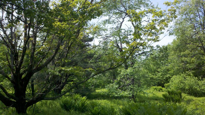 Sunlit forest with lush greenery