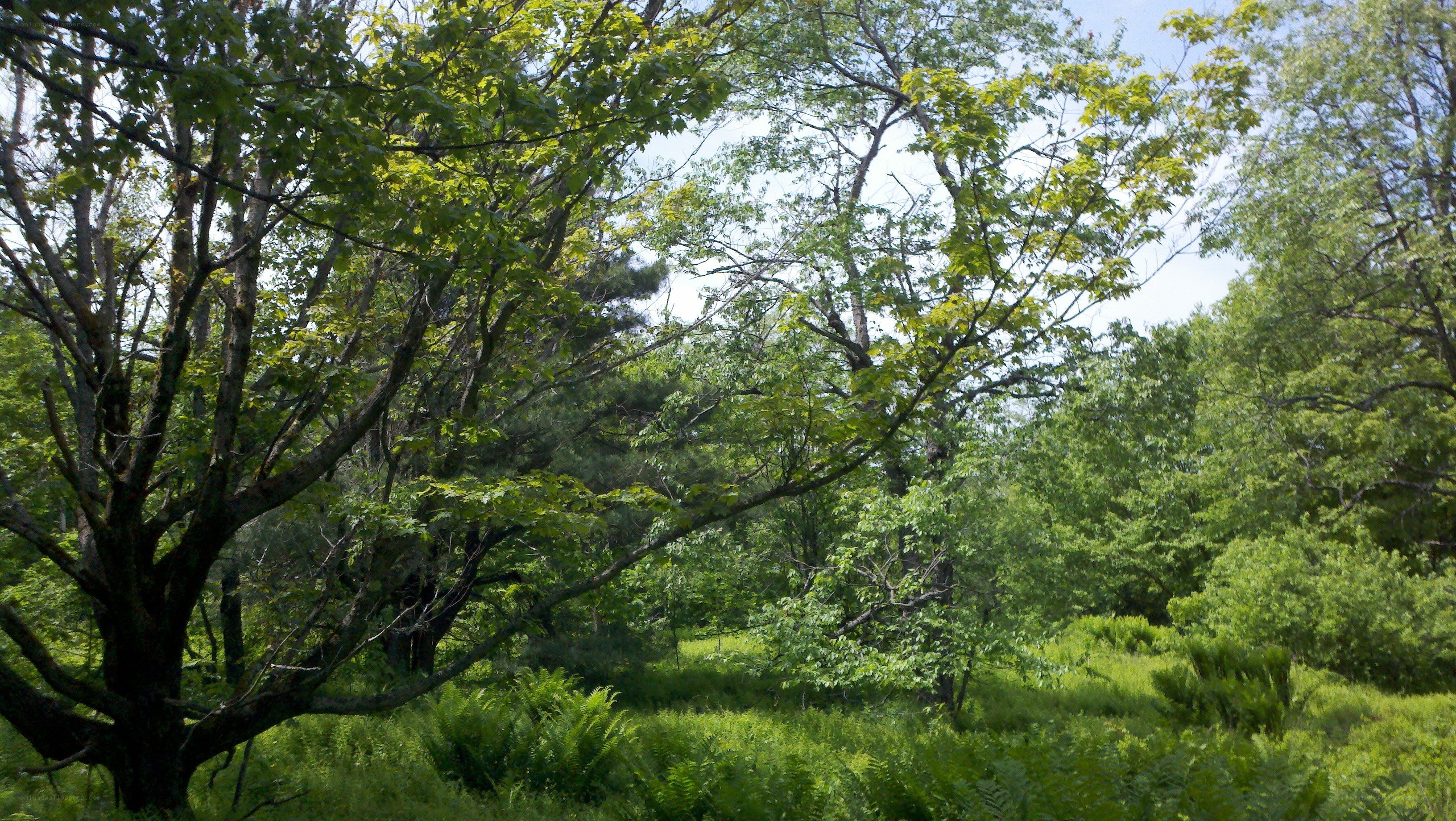 Sunlit forest with lush greenery