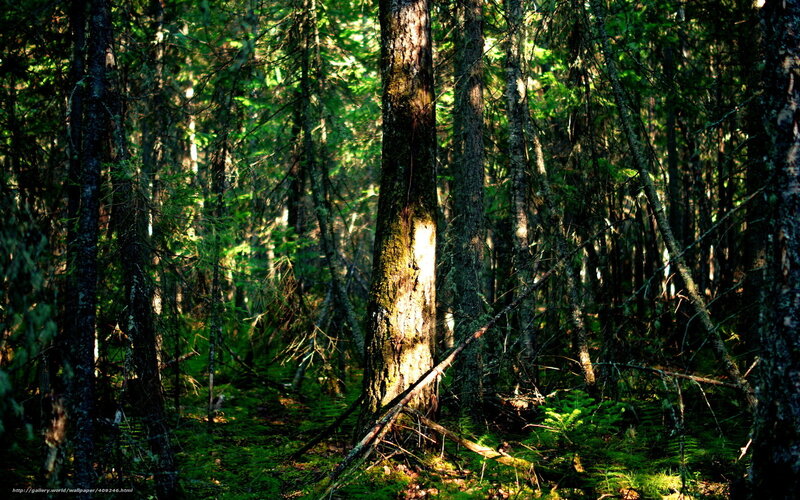 Sunlit Forest with Moss