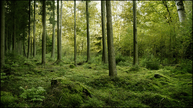 Sunlit forest with mossy ground