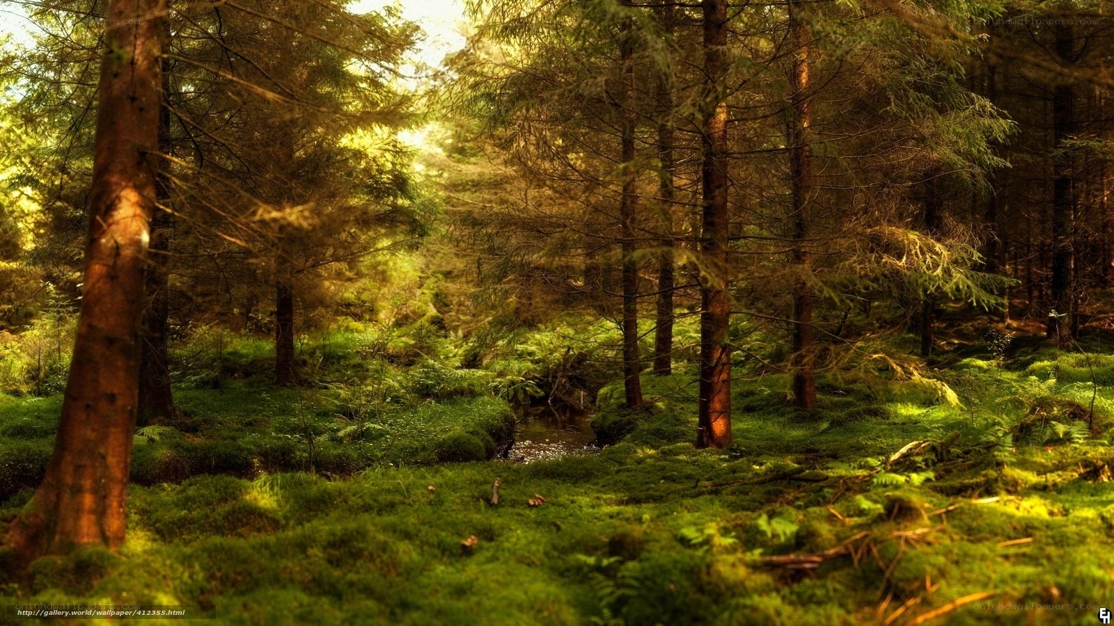 Sunlit forest with mossy ground