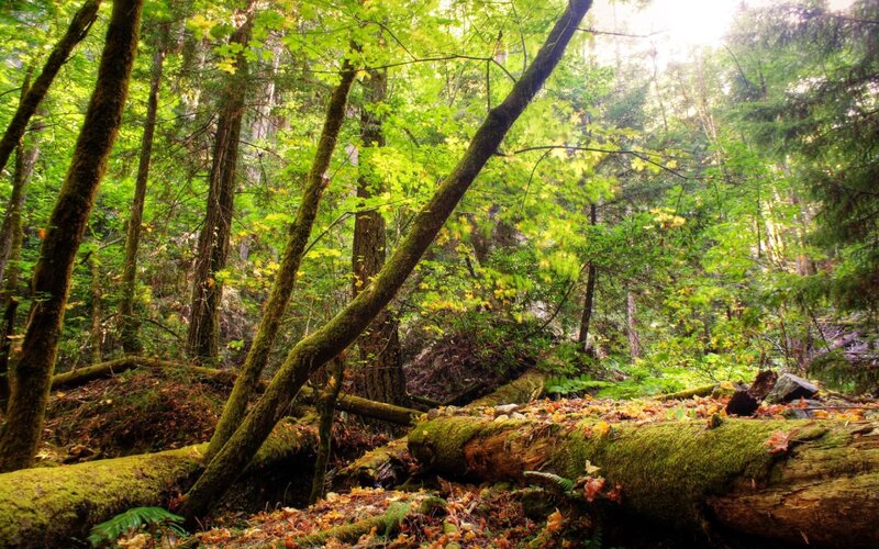 Sunlit forest with mossy logs