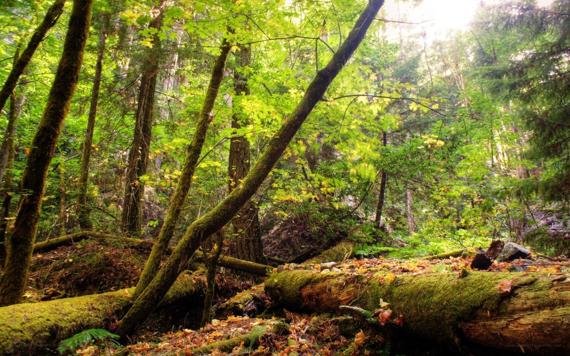 Sunlit forest with mossy logs