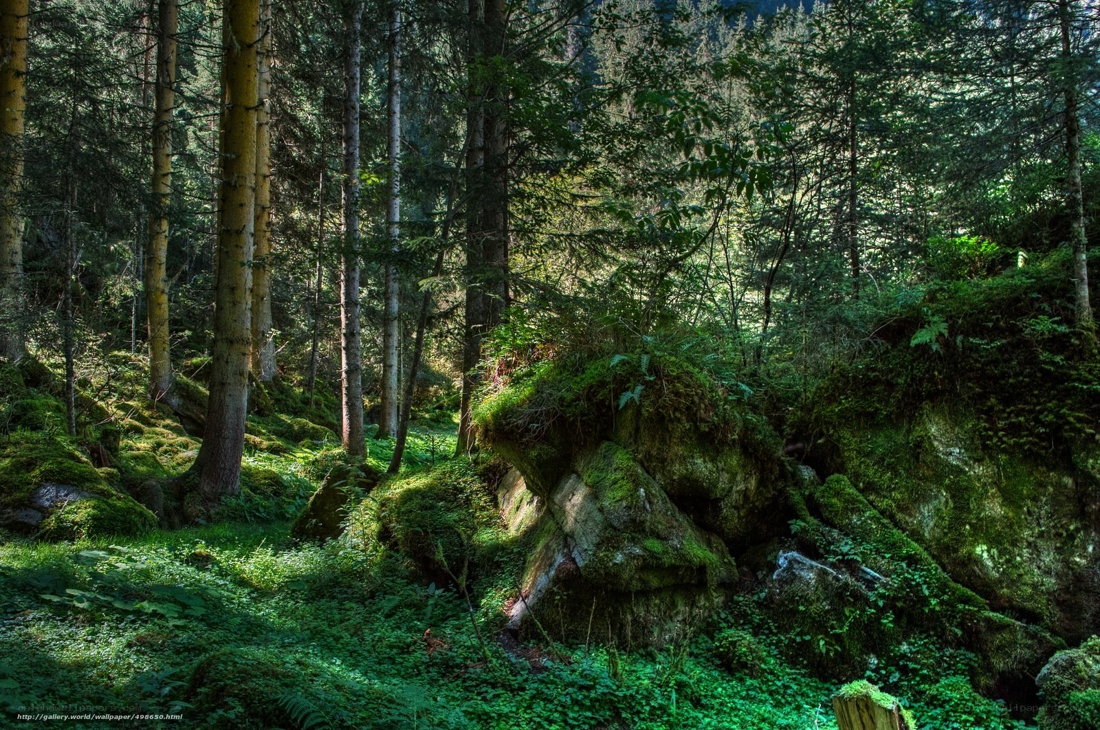 Sunlit forest with mossy rocks