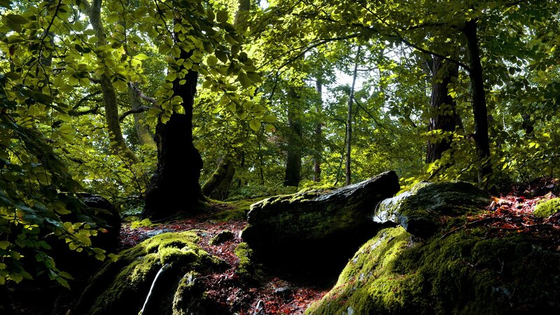 Sunlit forest with mossy rocks