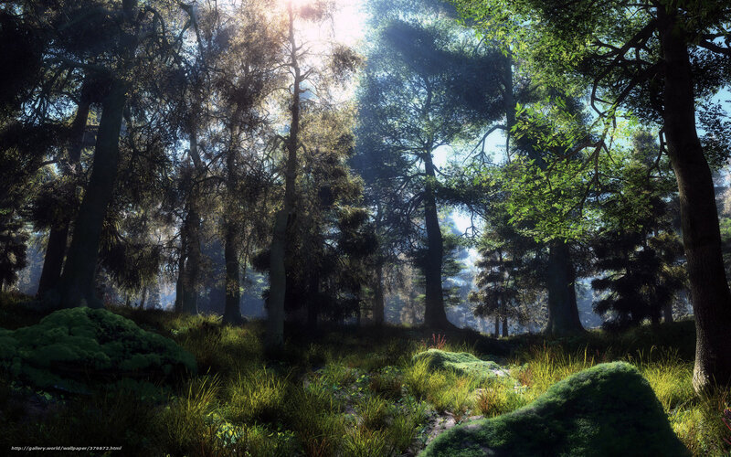 Sunlit Forest with Mossy Rocks — Green, Serene, Morning