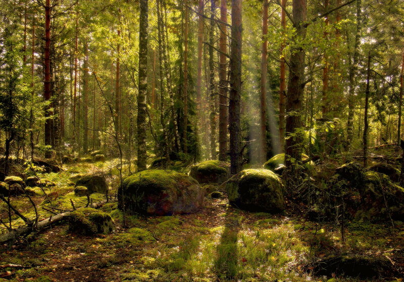 Sunlit Forest with Mossy Rocks — Green