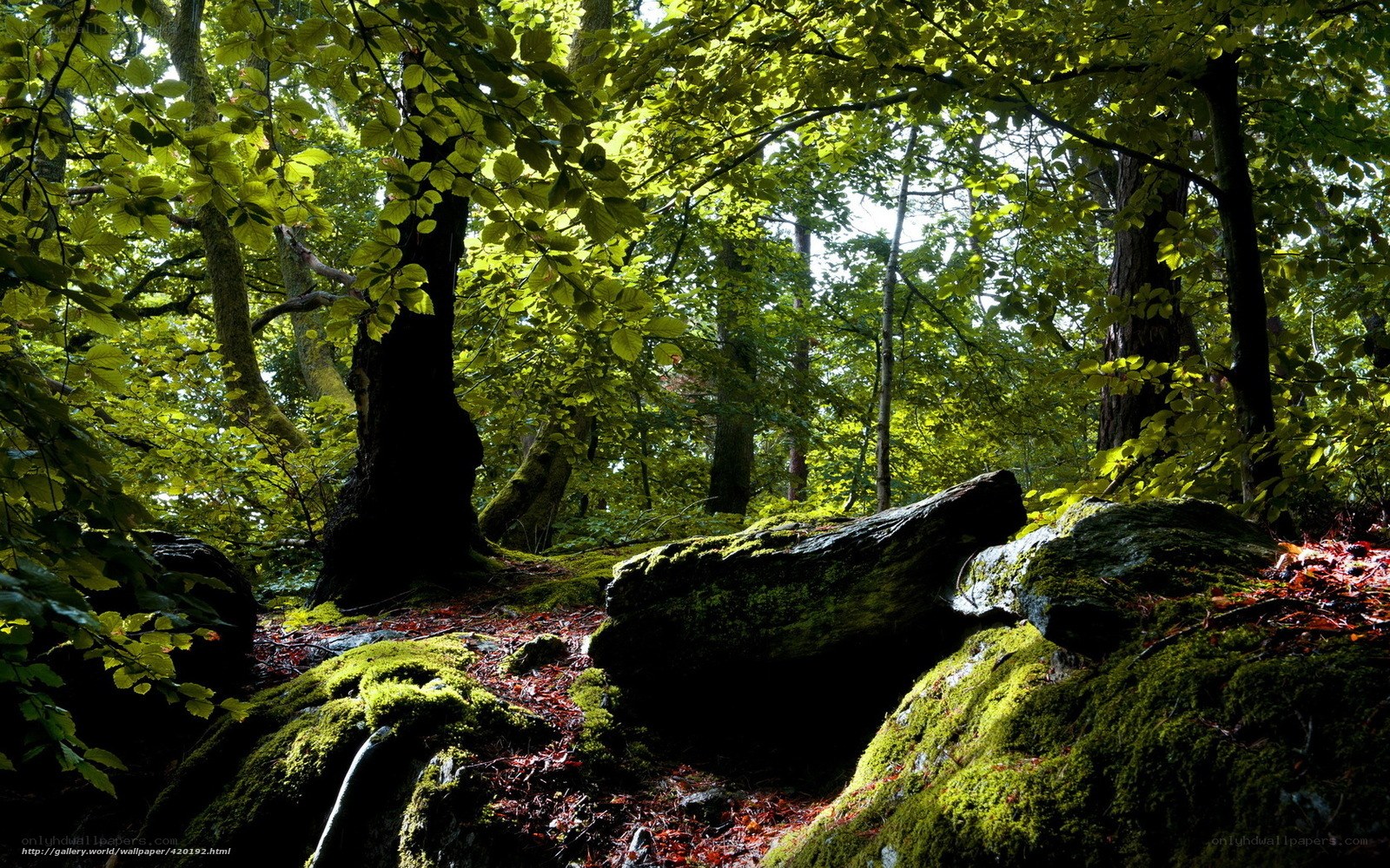 Sunlit forest with mossy rocks