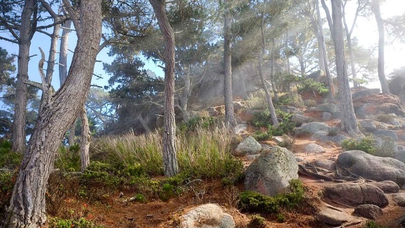 Sunlit forest with pine trees