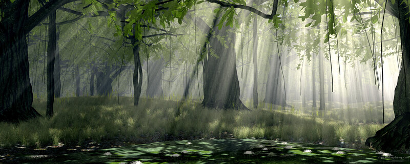 Sunlit Forest with Pond
