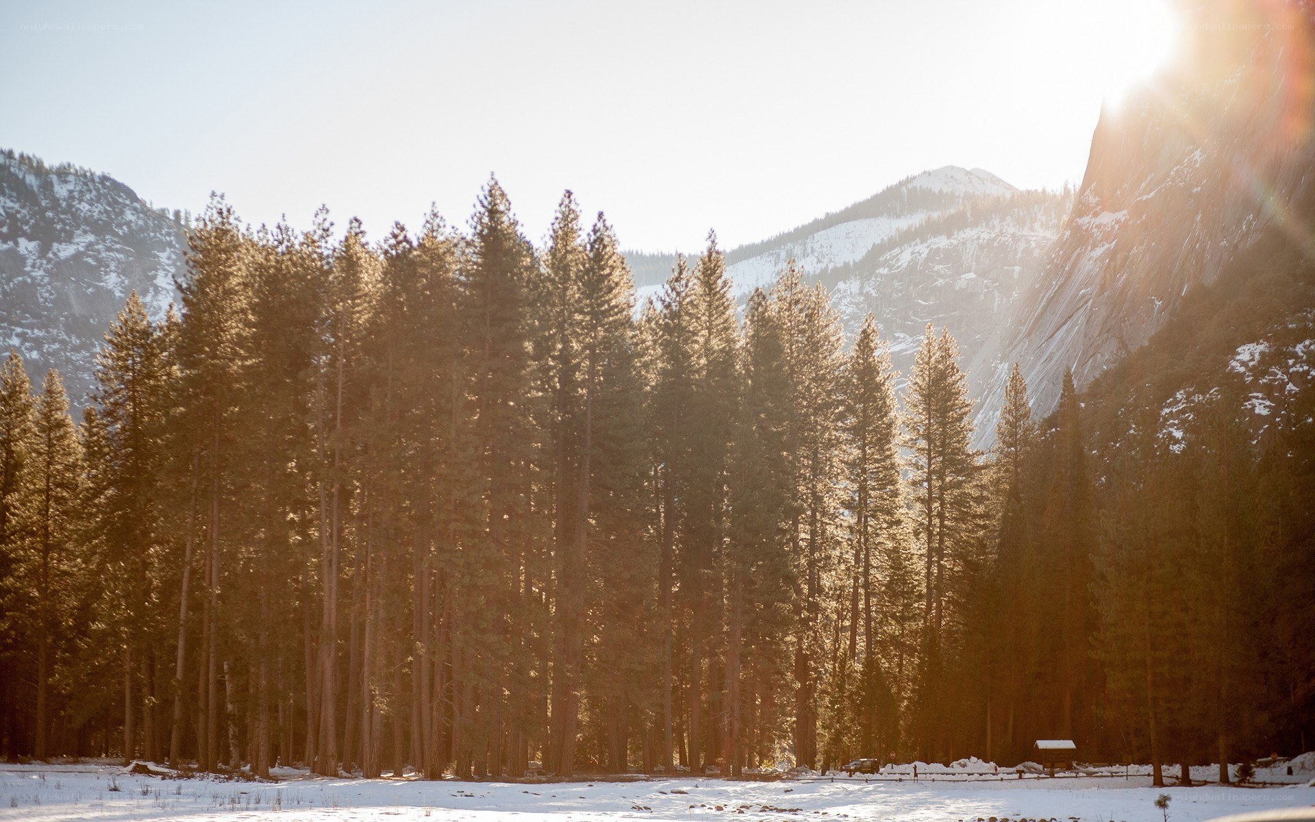 Sunlit forest with snow-covered mountains