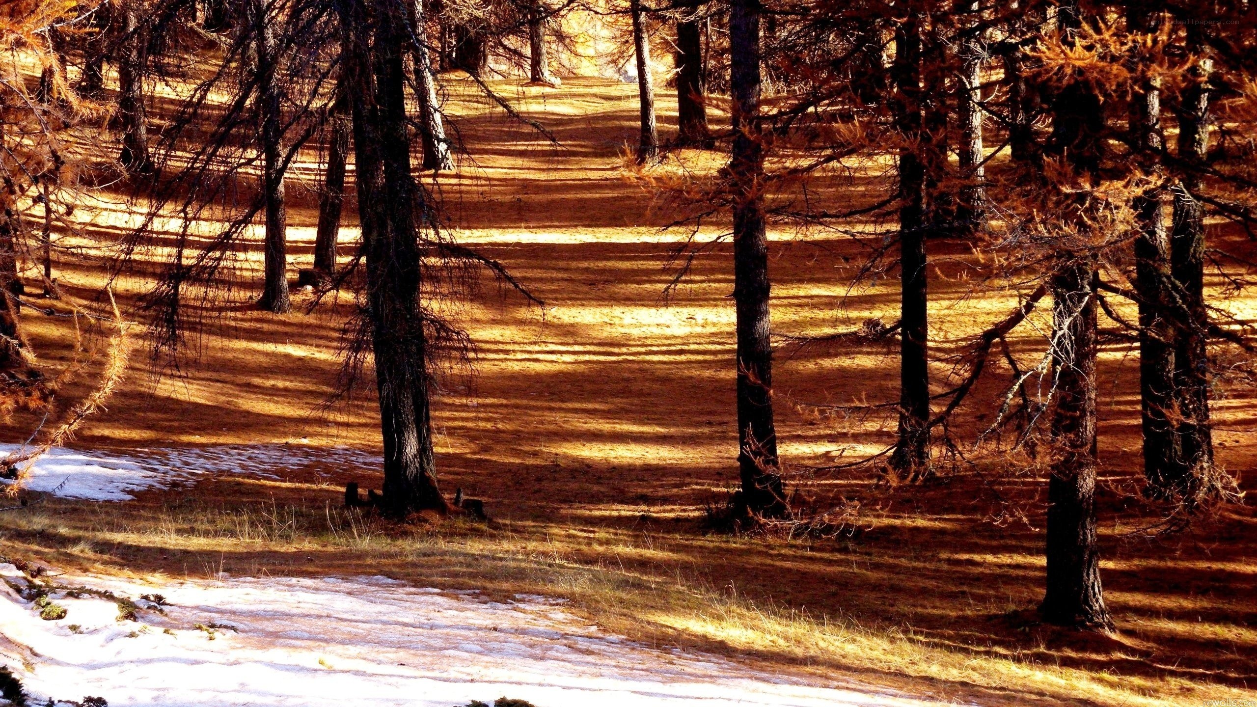 Sunlit forest with snow patches