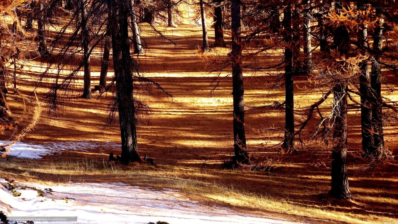 Sunlit forest with snow patches