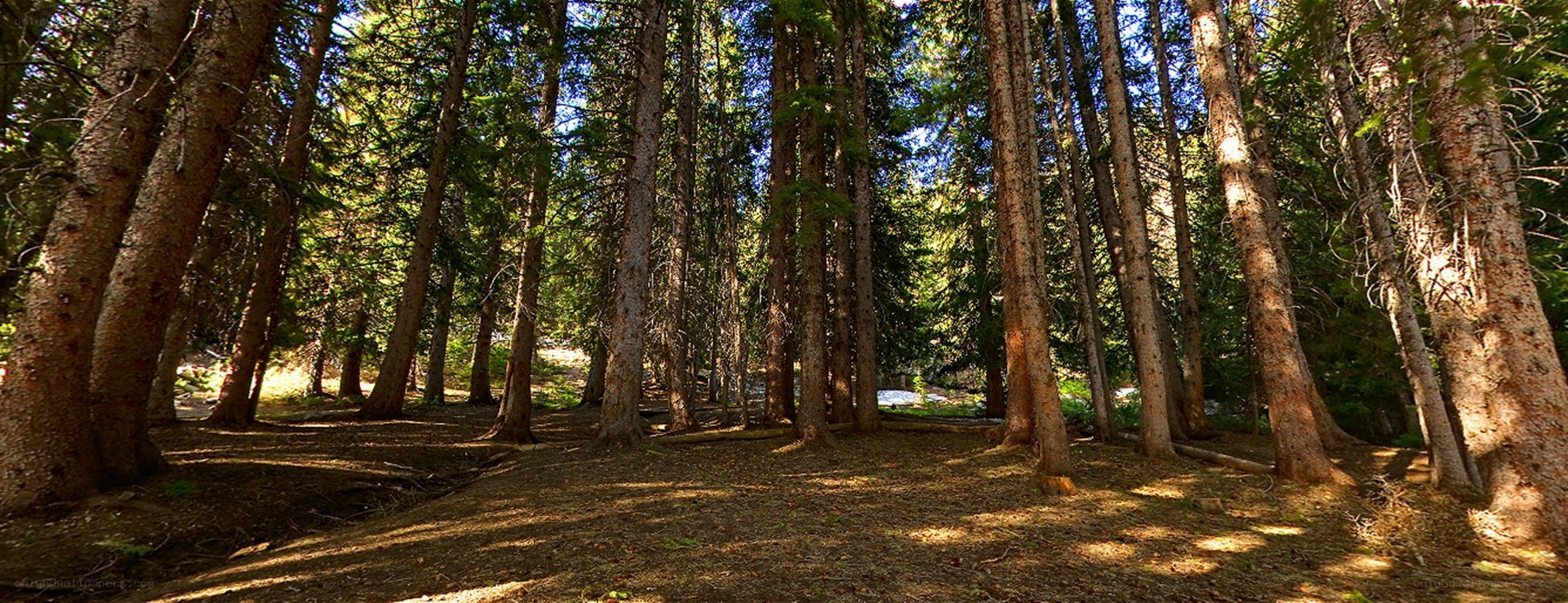Sunlit forest with tall trees
