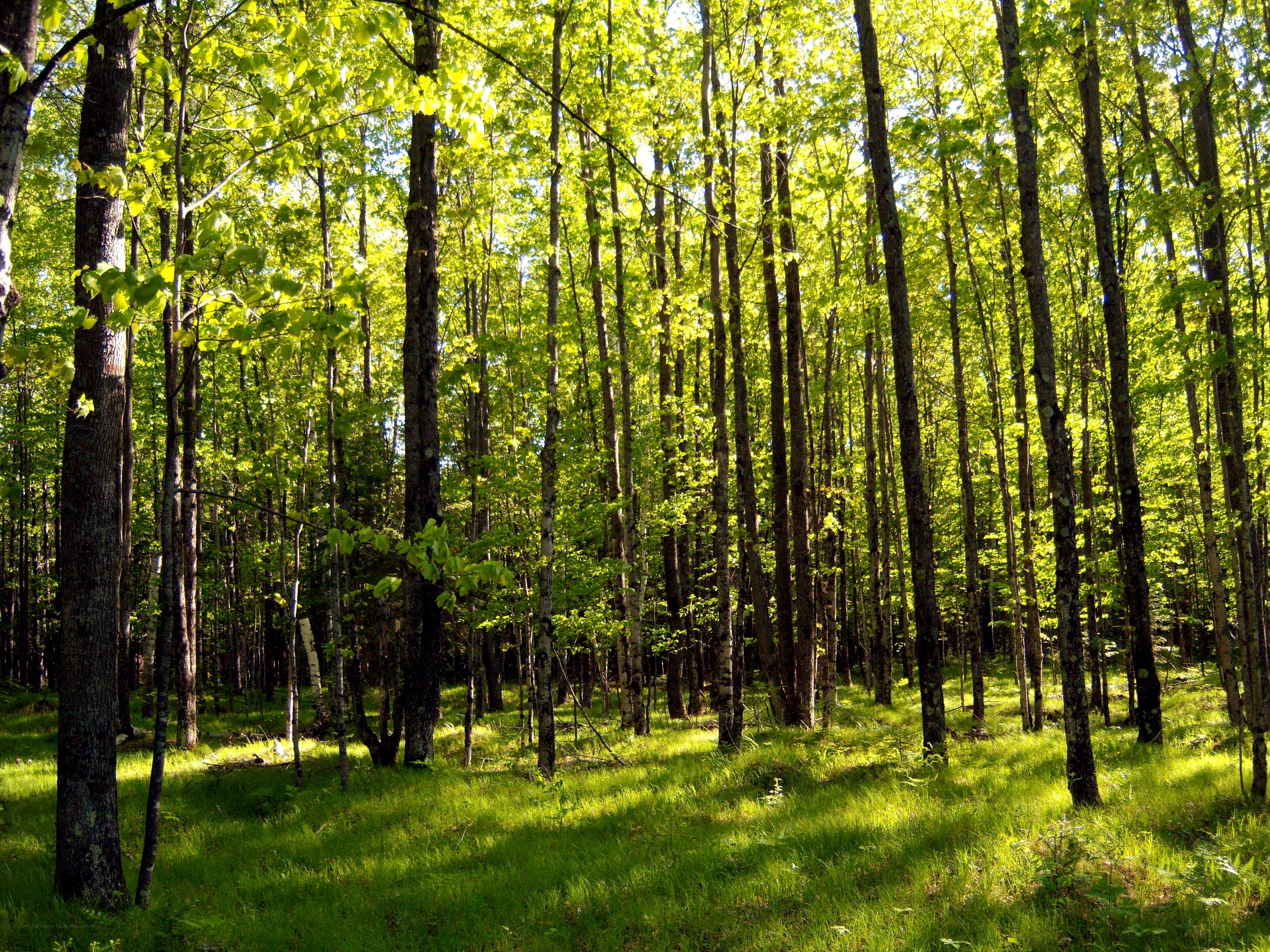 Sunlit forest with tall trees