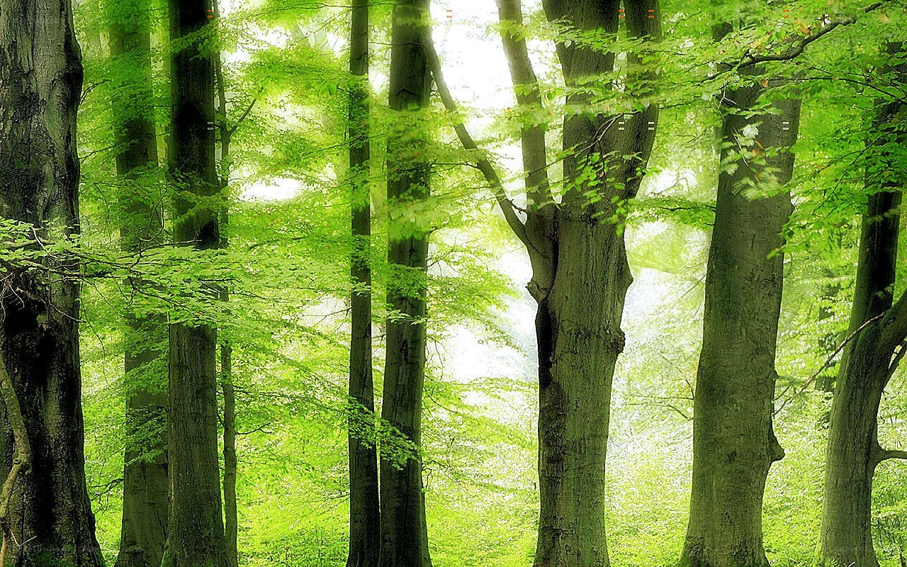 Sunlit forest with tall trees