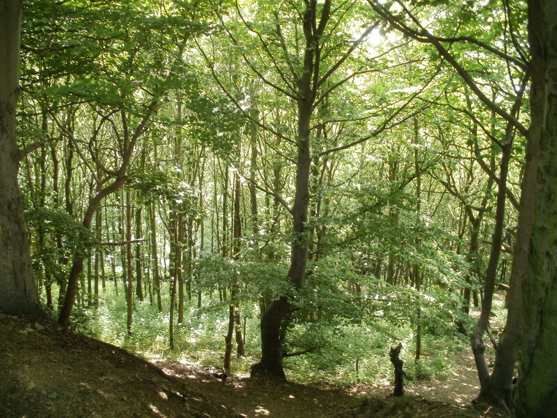 Sunlit forest with tall trees