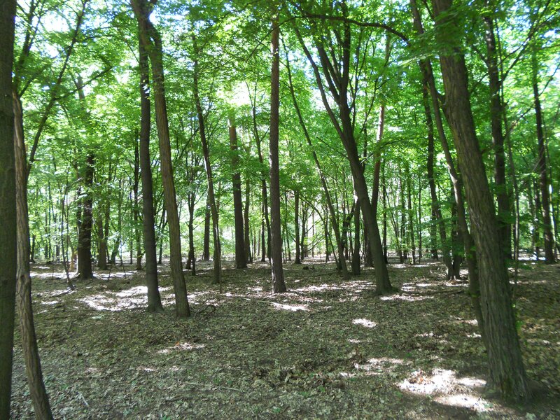 Sunlit forest with tall trees