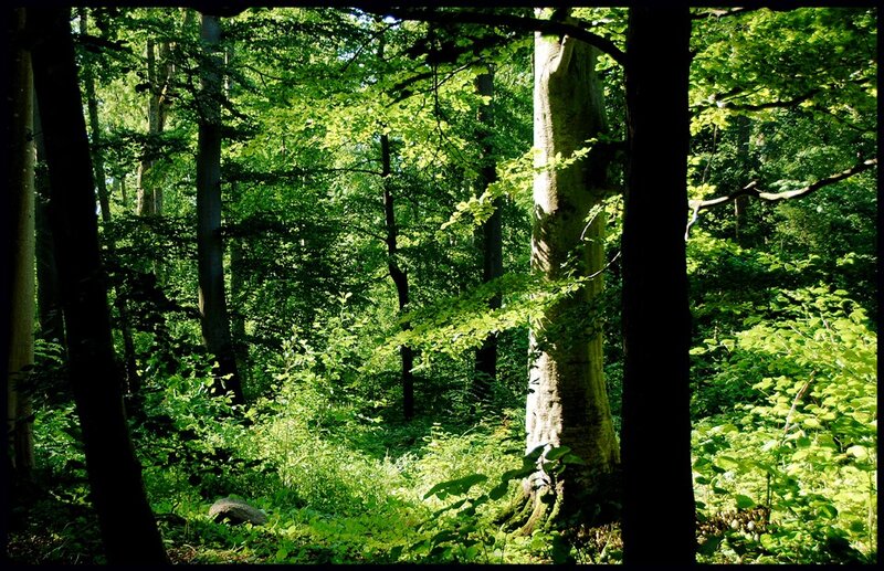 Sunlit forest with tall trees