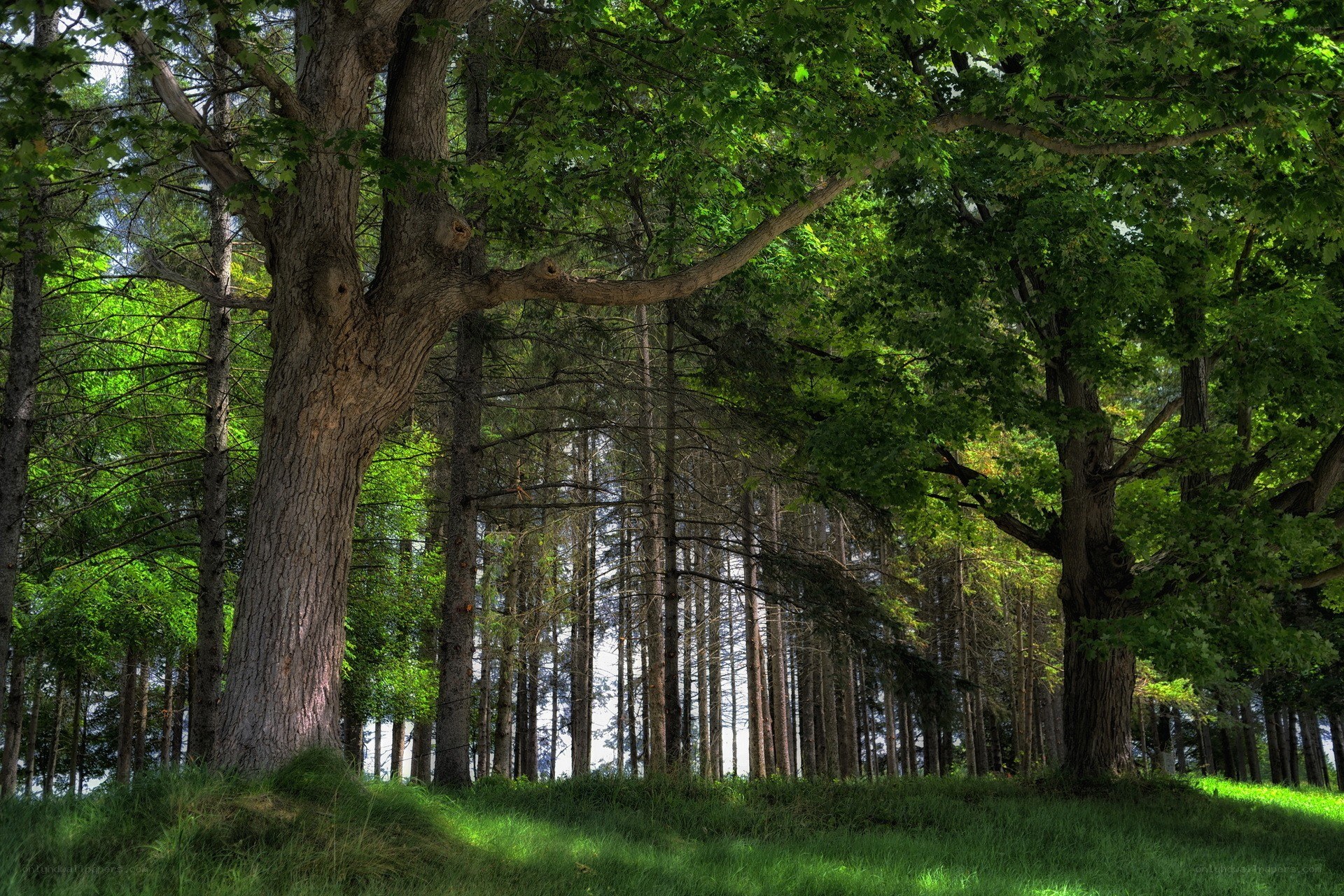 Sunlit forest with tall trees