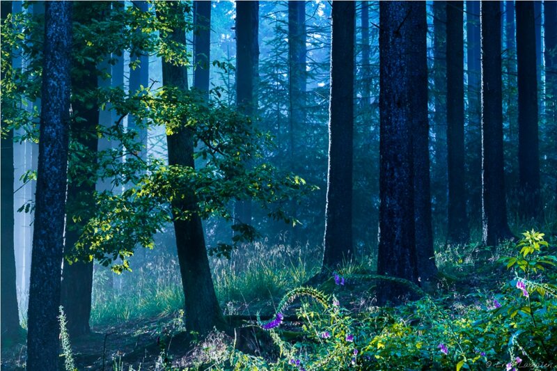 Sunlit Forest with Tall Trees — Blue