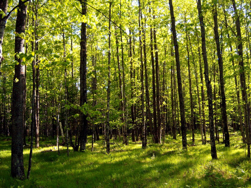 Sunlit Forest with Tall Trees — Green, Serene, Afternoon
