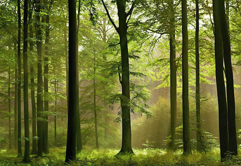 Sunlit Forest with Tall Trees — Green, Serene, Morning, Photograph, Sunlight