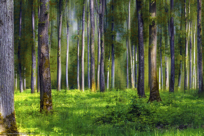 Sunlit Forest with Tall Trees — Green, Serene, Morning