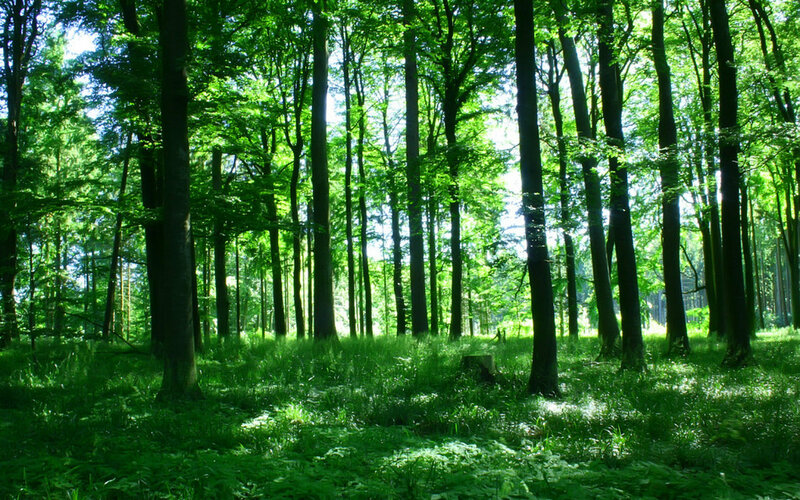 Sunlit Forest with Tall Trees — Green, Serene