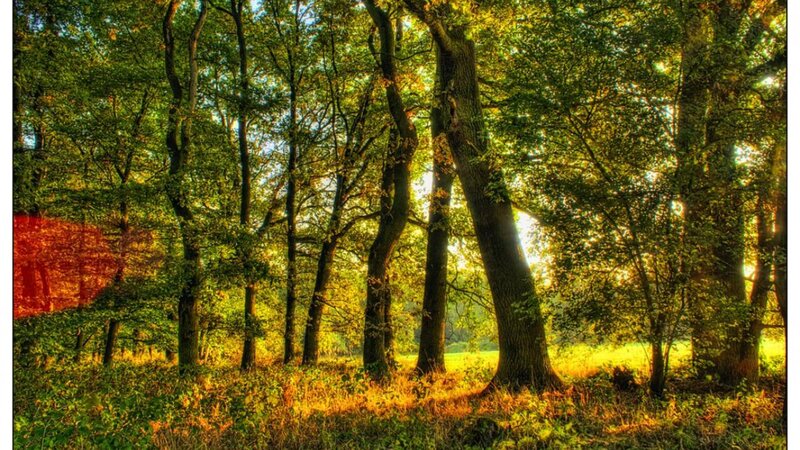 Sunlit Forest with Tall Trees — Green
