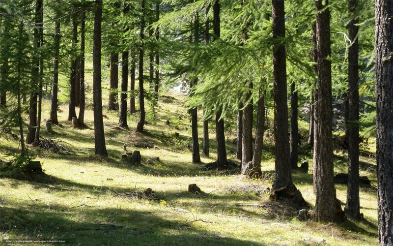 Sunlit forest with tall trees