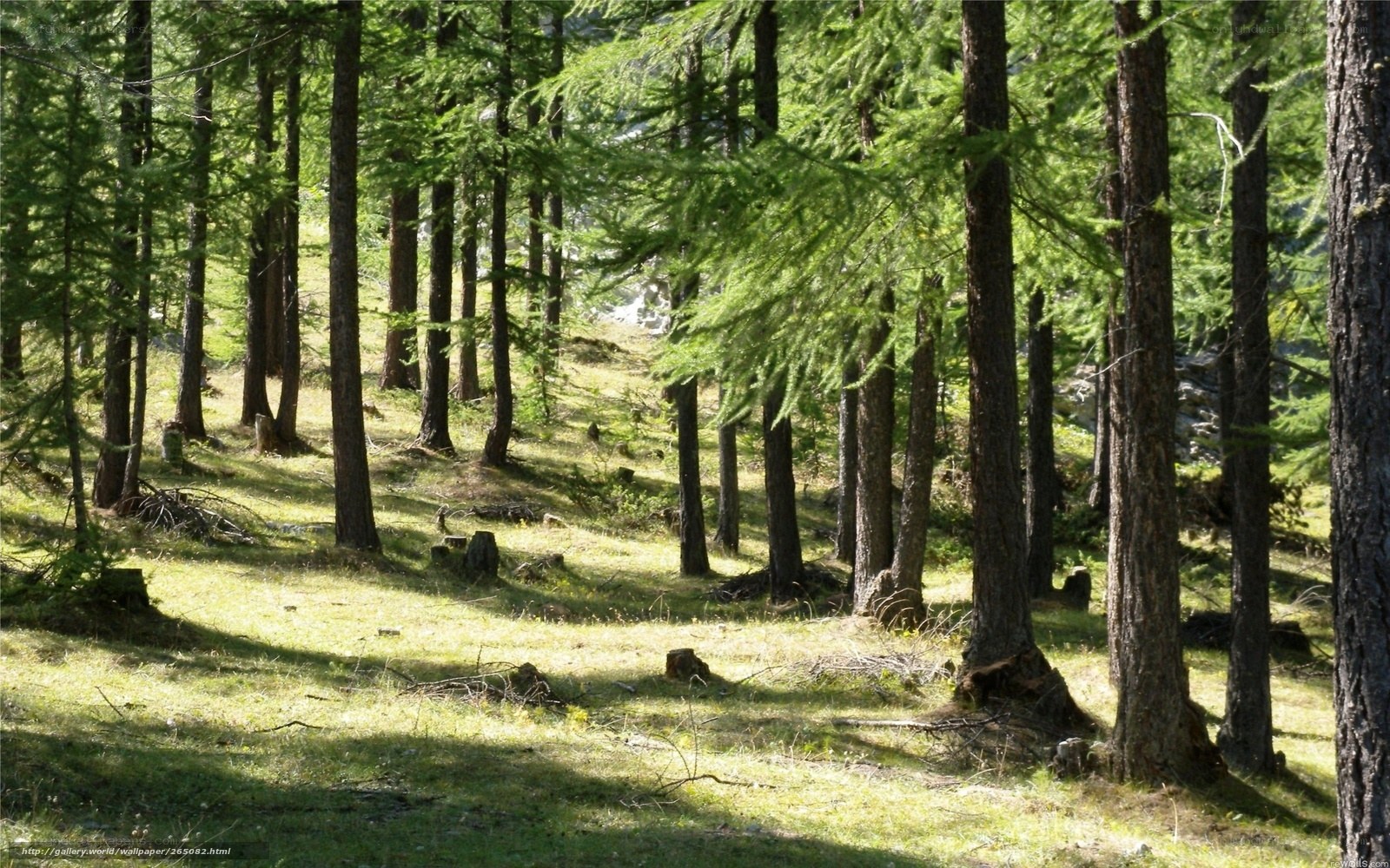 Sunlit forest with tall trees
