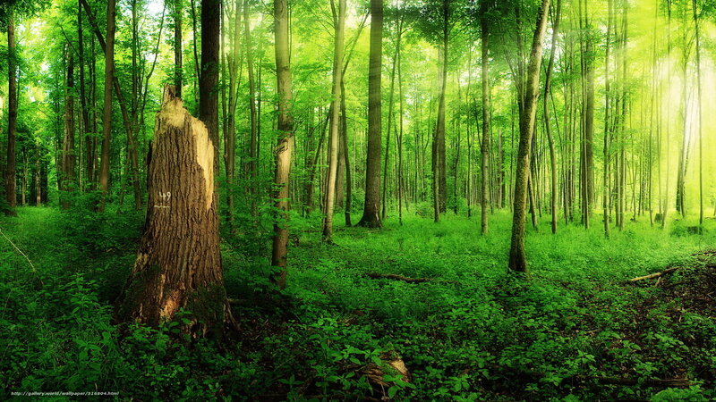 Sunlit forest with tree stump