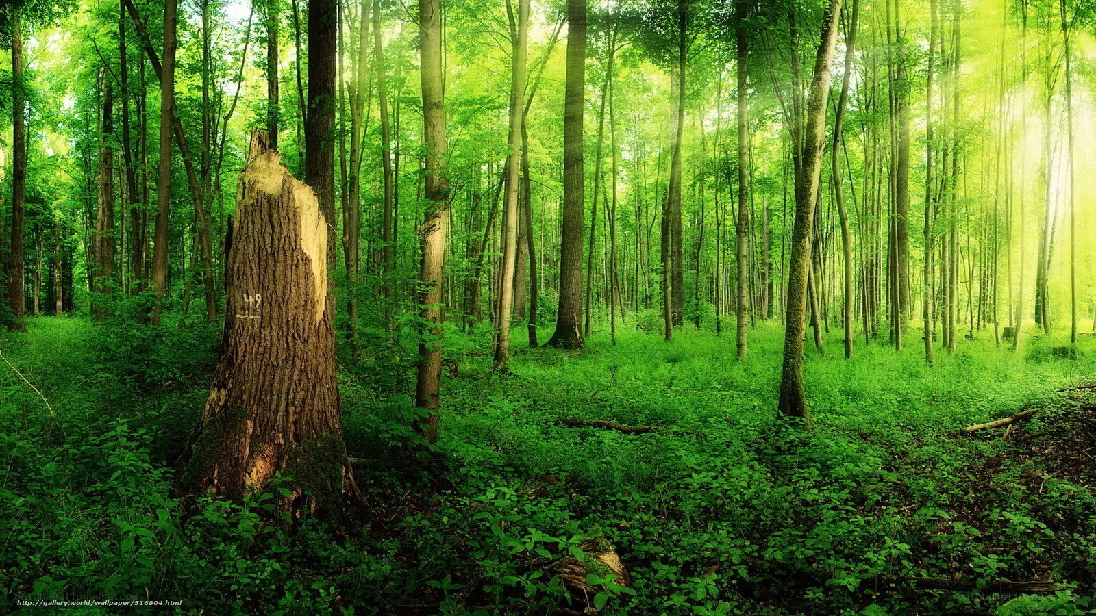 Sunlit forest with tree stump