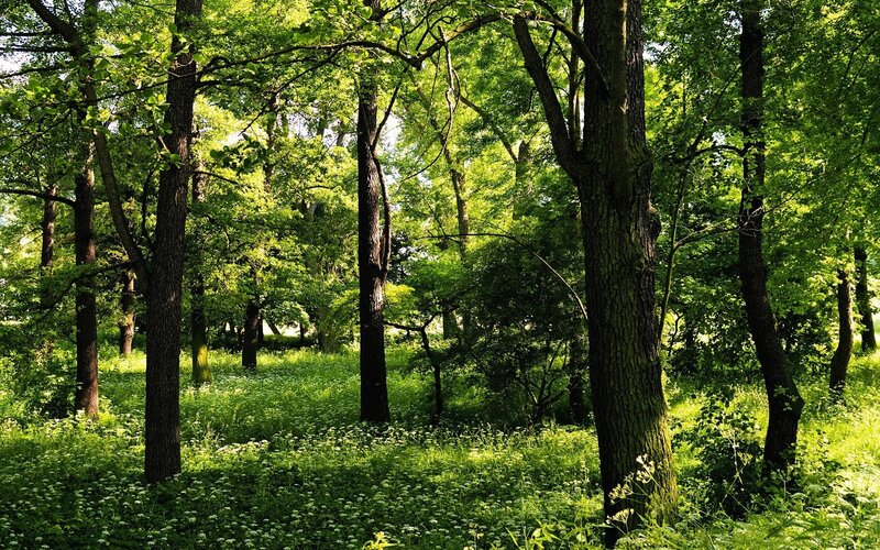 Sunlit Forest with Trees — Green, Serene, Afternoon, Photograph, Grass