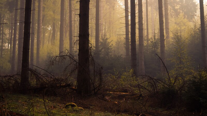 Sunlit Forest with Trees — Green, Serene, Morning, Photograph