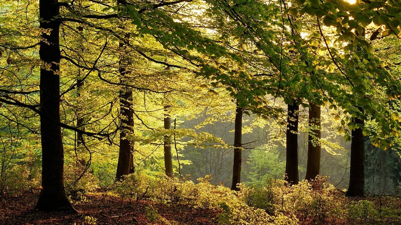 Sunlit Forest with Trees — Green, Serene, Morning