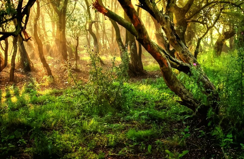 Sunlit Forest with Trees — Green, Serene