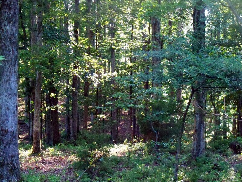 Sunlit Forest with Trees — Green