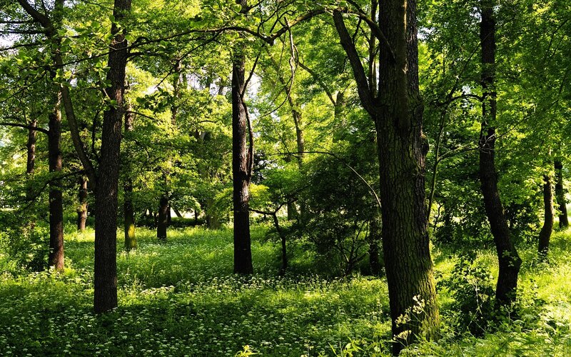 Sunlit Forest with Trees