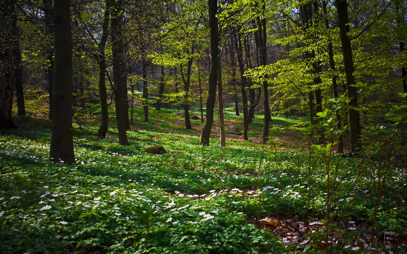 Sunlit forest with white flowers