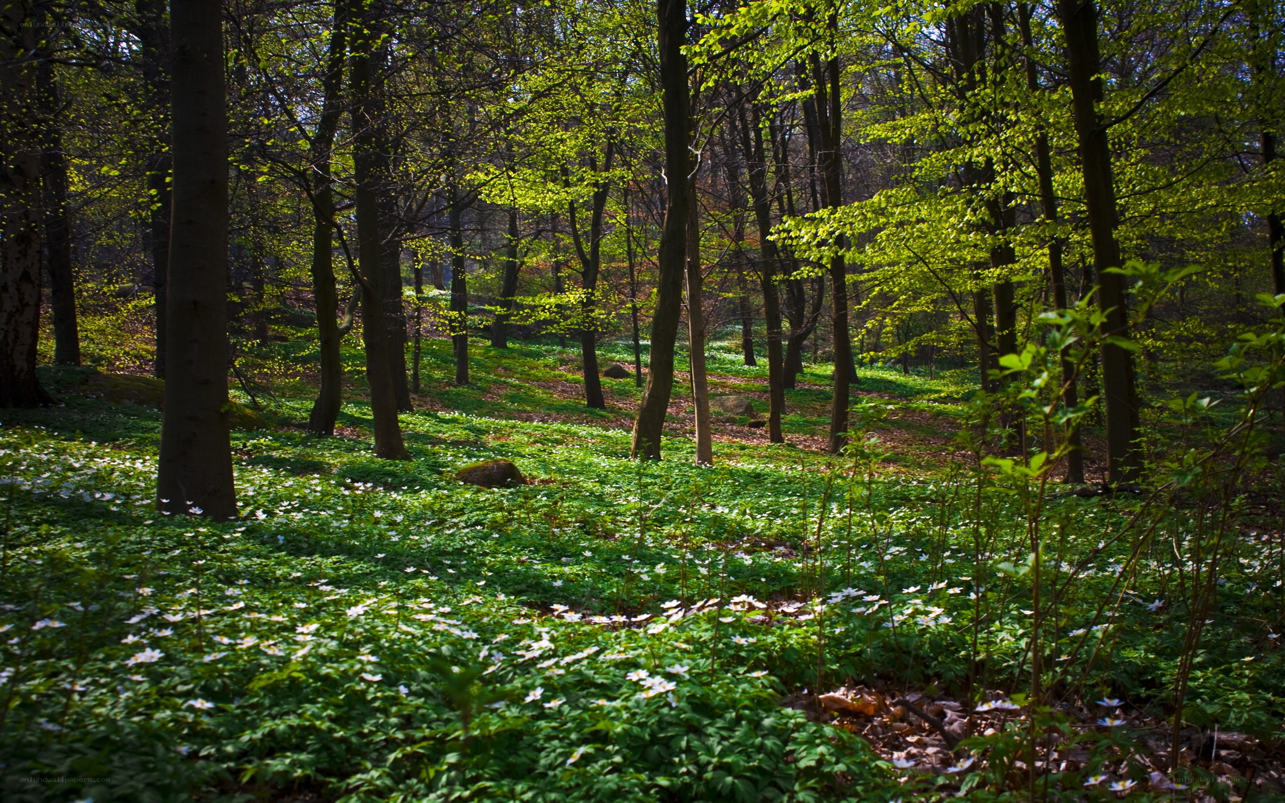 Sunlit forest with white flowers