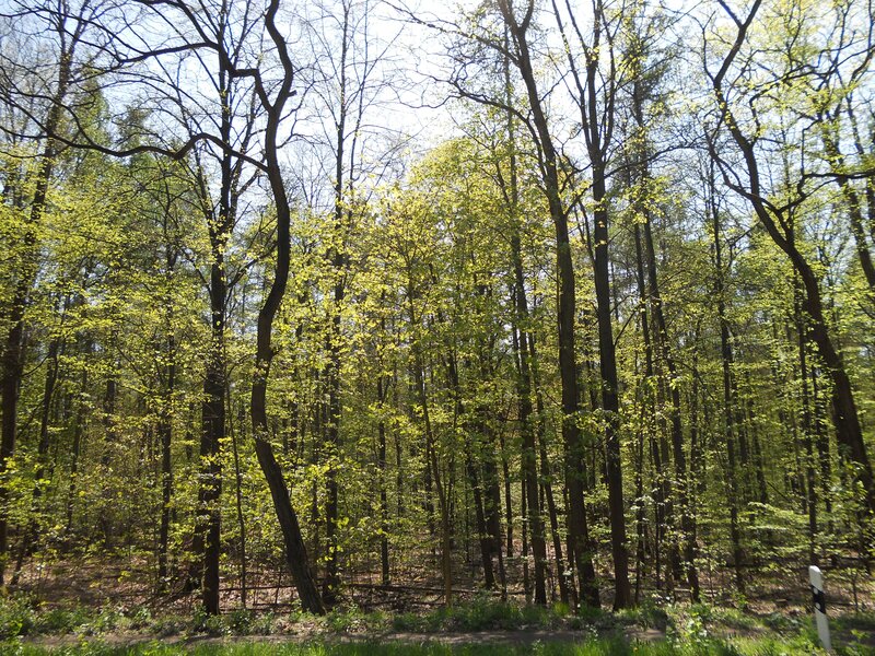 Sunlit forest with young leaves