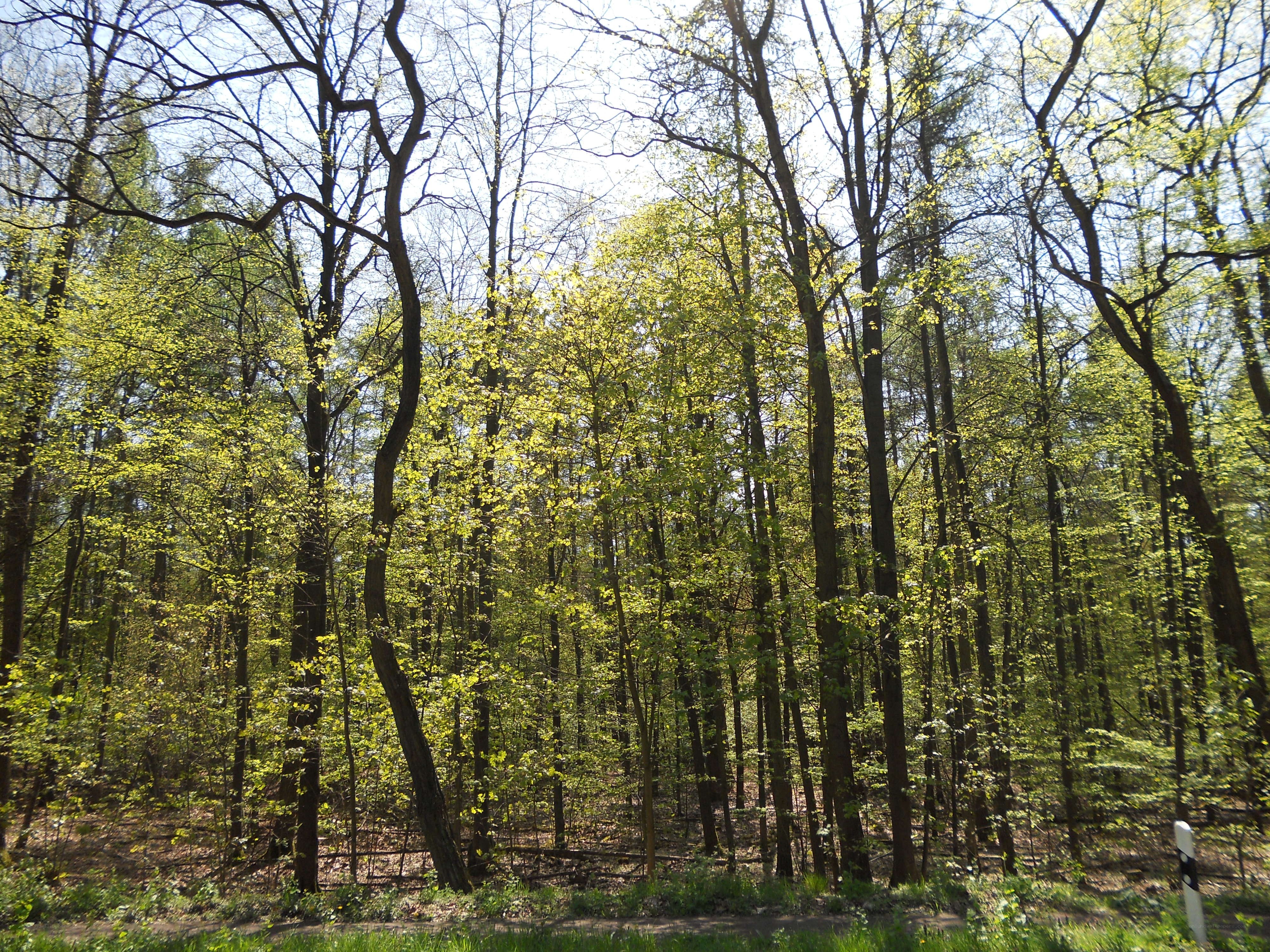 Sunlit forest with young leaves