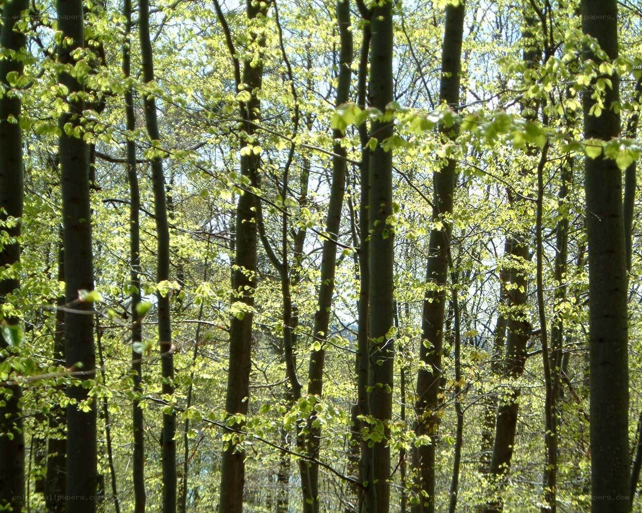 Sunlit forest with young leaves