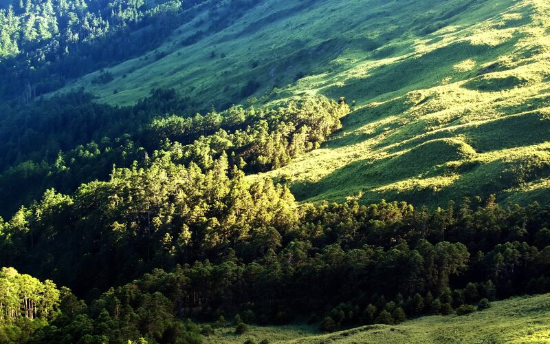 Sunlit forested mountain slope