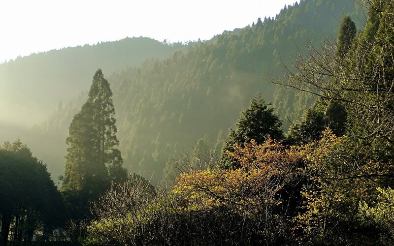 Sunlit forested mountains
